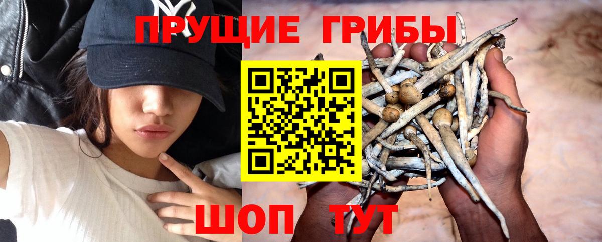 Псилоцибиновые грибы Cubensis  Вход с VPN  Солнечногорск  Галлюциногенные грибы Cubensis 